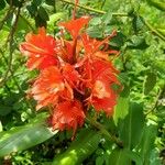 Hedychium greenii Flor