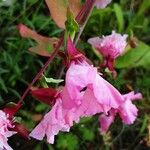 Clarkia unguiculata Blüte