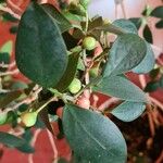 Ficus deltoidea Fuelha