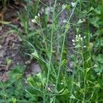 Capsella bursa-pastoris 果實