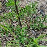 Hymenopappus scabiosaeus Folla