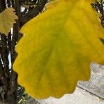 Quercus bicolor Blatt