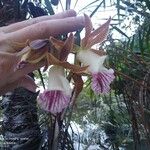 Galeandra devoniana Flower