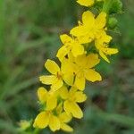 Agrimonia eupatoria पत्ता