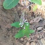 Orthosiphon thymiflorus Blatt