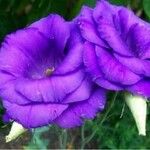 Eustoma russellianumFlor