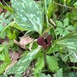 Trillium sessile 花