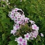 Phlox maculata Flor