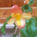 Begonia sutherlandii Blomma