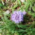 Succisella inflexa Flower