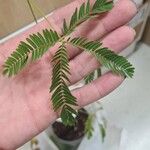 Mimosa pudicaLeaf