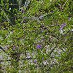 Solanum aviculare Cvet