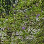 Solanum aviculare Flors