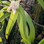 Vanda denisoniana ഇല