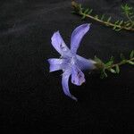 Cyananthus microphyllus Hábito