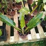 Philodendron erubescensFolio