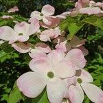 Cornus kousaBlomma