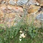 Nepeta nepetella 形態