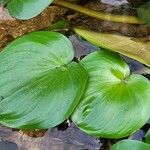 Pontederia diversifolia Blad