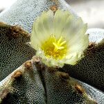 Astrophytum myriostigma Kvet