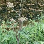 Heracleum sphondylium Blomst