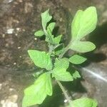 Solanum villosumLeaf