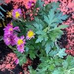 Tanacetum coccineum Blad