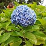 Hydrangea macrophyllaŽiedas