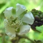 Rubus mucronatiformis