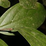 Licania affinis Лист