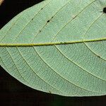 Couepia elata Leaf