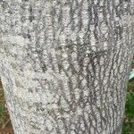 Ziziphus rivularis 树皮