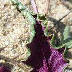 Senecio californicus Leaf