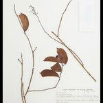 Orthomene schomburgkii Altul/Alta