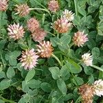 Trifolium fragiferum ശീലം