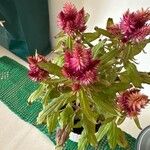 Celosia elegantissima Flower