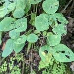 Amphicarpaea bracteata Leaf