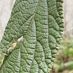 Viburnum buddleifolium পাতা