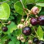 Syzygium caryophyllatum Fruit