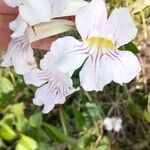 Cydista aequinoctialis Flor