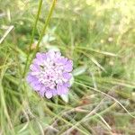Scabiosa canescens Blüte