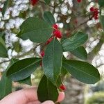 Ilex cassine Deilen