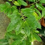 Procris pedunculata Leaf