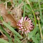 Trifolium fragiferum Çiçek