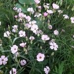 Gypsophila vaccaria Flower