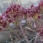 Allium shevockii Blodyn