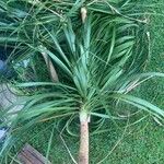 Yucca aloifolia葉