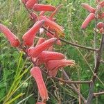 Aloe secundiflora Çiçek