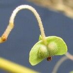 Begonia parviflora Meyve