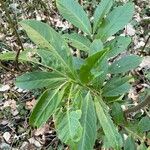 Euonymus latifolius Leaf